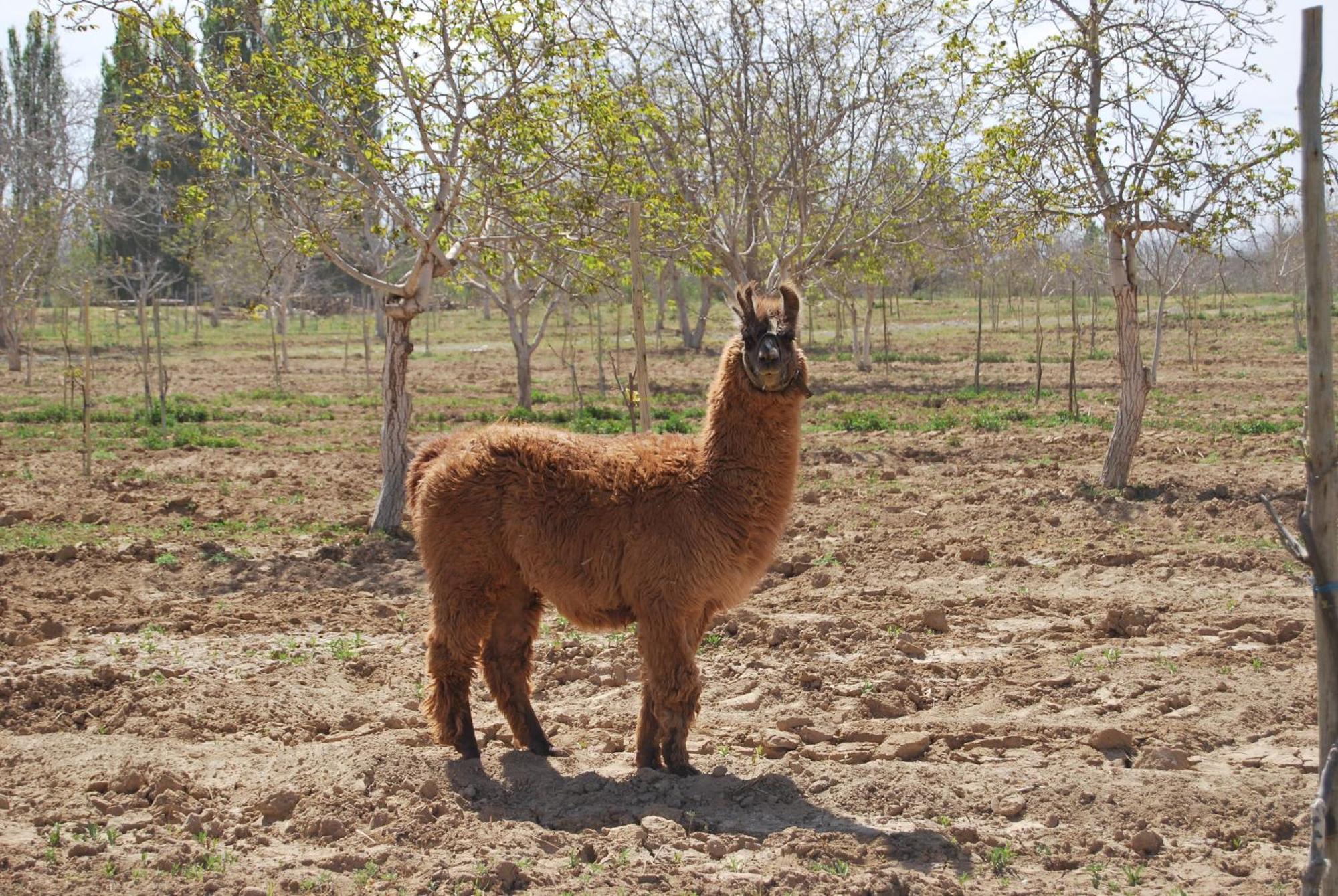 Finca Huayrapuca Famatina ภายนอก รูปภาพ